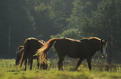 BUITEN BEELD Foto: 109075