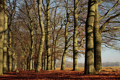 BUITEN BEELD Foto: 109078