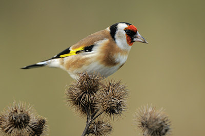 BUITEN BEELD Foto: 109124