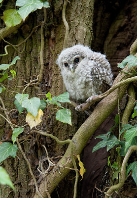 BUITEN BEELD Foto: 109142