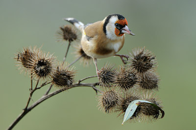 BUITEN BEELD Foto: 109166