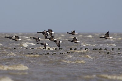 BUITEN BEELD Foto: 109183