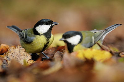 BUITEN BEELD Foto: 109207