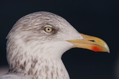 BUITEN BEELD Foto: 109211