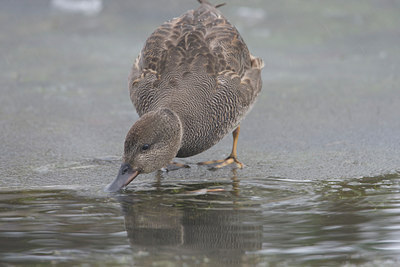 BUITEN BEELD Foto: 109214