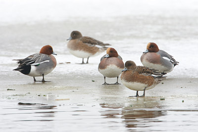 BUITEN BEELD Foto: 109216