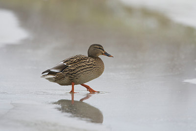 BUITEN BEELD Foto: 109220