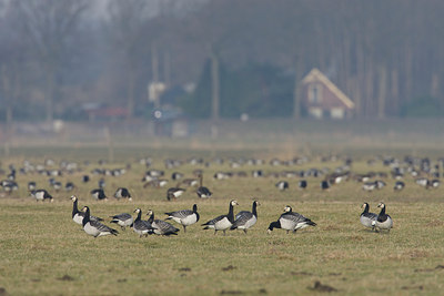 BUITEN BEELD Foto: 109221
