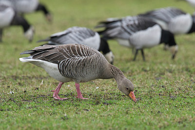 BUITEN BEELD Foto: 109222