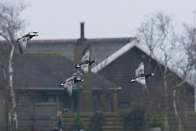 BUITEN BEELD Foto: 109228
