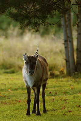 BUITEN BEELD Foto: 109231