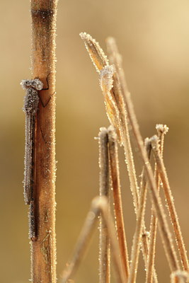 BUITEN BEELD Foto: 109447