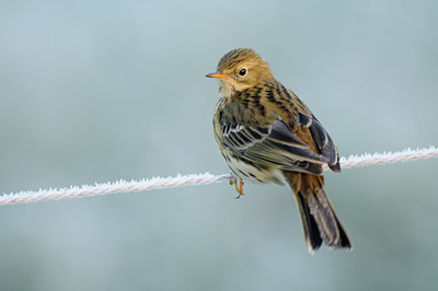 BUITEN BEELD Foto: 109467