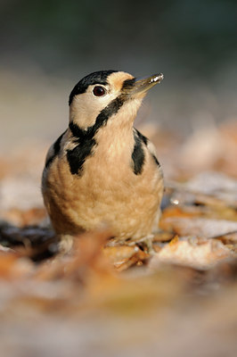 BUITEN BEELD Foto: 109471