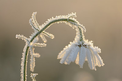 BUITEN BEELD Foto: 109497