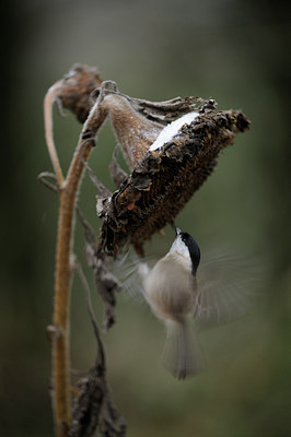 BUITEN BEELD Foto: 109509