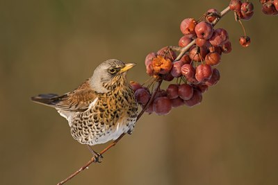 BUITEN BEELD Foto: 109531