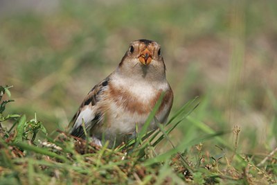 BUITEN BEELD Foto: 109537