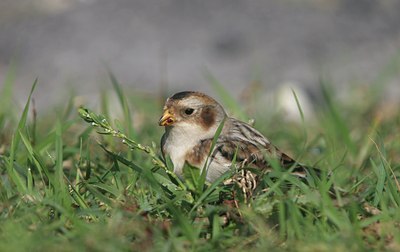 BUITEN BEELD Foto: 109539