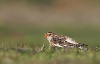 BUITEN BEELD Foto: 109542