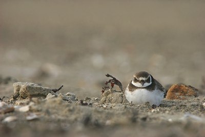 BUITEN BEELD Foto: 109547