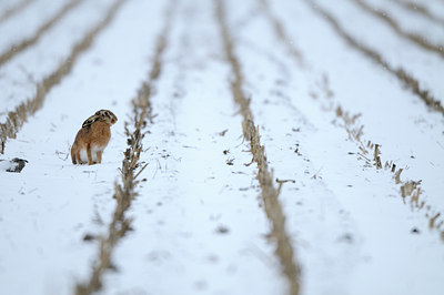 BUITEN BEELD Foto: 109555