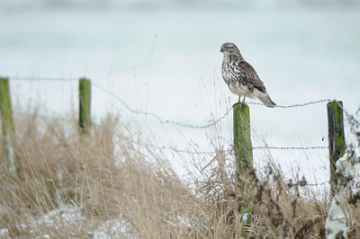 BUITEN BEELD Foto: 109556