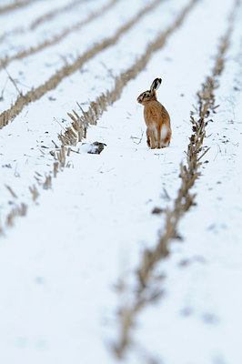 BUITEN BEELD Foto: 109557
