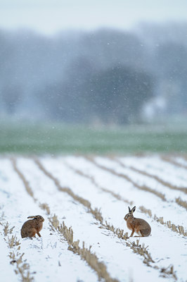 BUITEN BEELD Foto: 109561