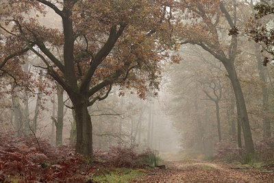 BUITEN BEELD Foto: 109569