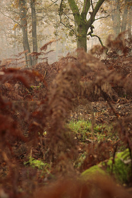 BUITEN BEELD Foto: 109571