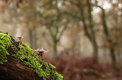 BUITEN BEELD Foto: 109572