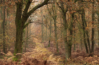 BUITEN BEELD Foto: 109574