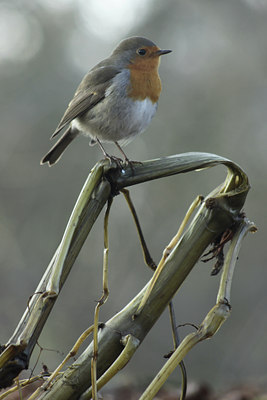 BUITEN BEELD Foto: 109587