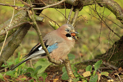 BUITEN BEELD Foto: 109590