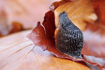 BUITEN BEELD Foto: 109595