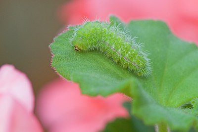 BUITEN BEELD Foto: 109605