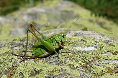 BUITEN BEELD Foto: 109625