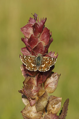 BUITEN BEELD Foto: 109626