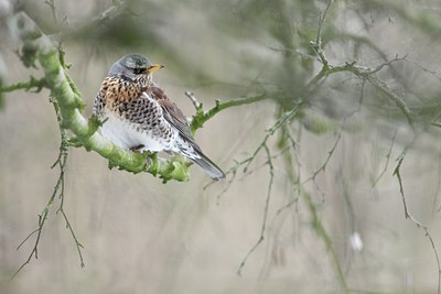 BUITEN BEELD Foto: 109631