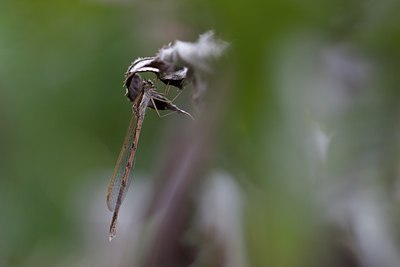 BUITEN BEELD Foto: 109660