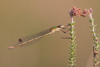 BUITEN BEELD Foto: 109665