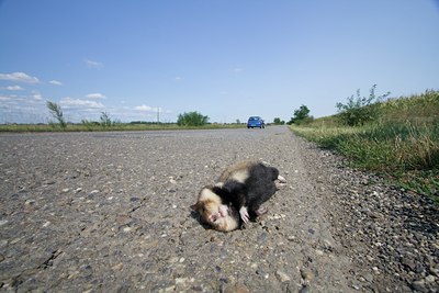 BUITEN BEELD Foto: 109666