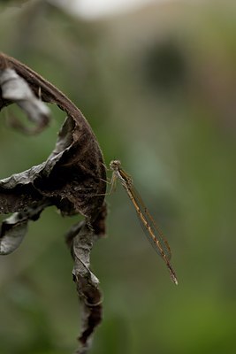 BUITEN BEELD Foto: 109669