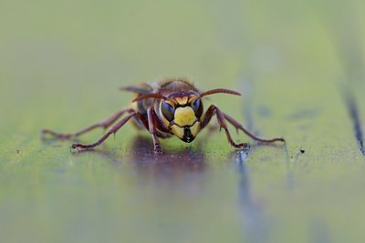 BUITEN BEELD Foto: 109673