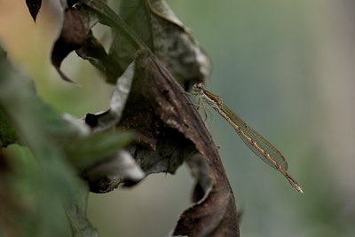 BUITEN BEELD Foto: 109677