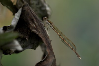 BUITEN BEELD Foto: 109679