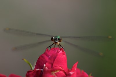 BUITEN BEELD Foto: 109686