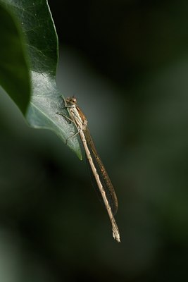BUITEN BEELD Foto: 109700