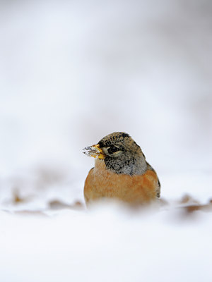 BUITEN BEELD Foto: 109714
